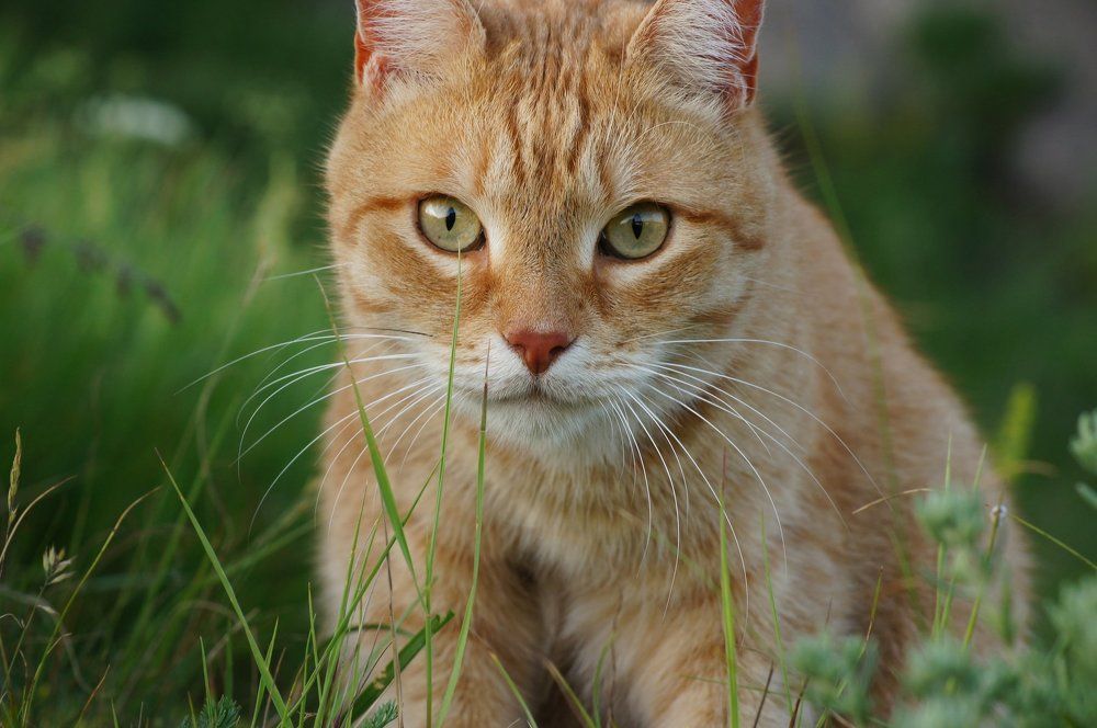 Photograph by Игорь Куленко