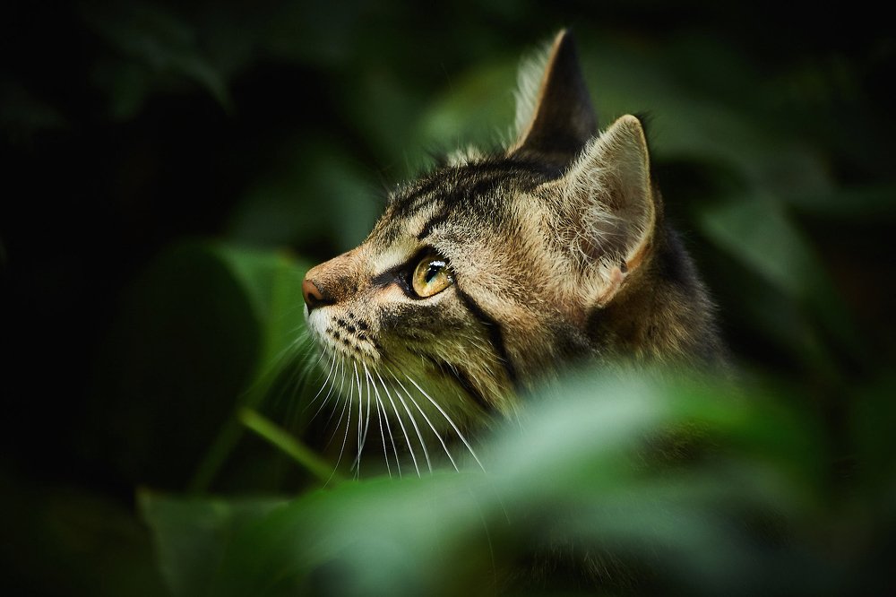 О чём мечтает котёнок...