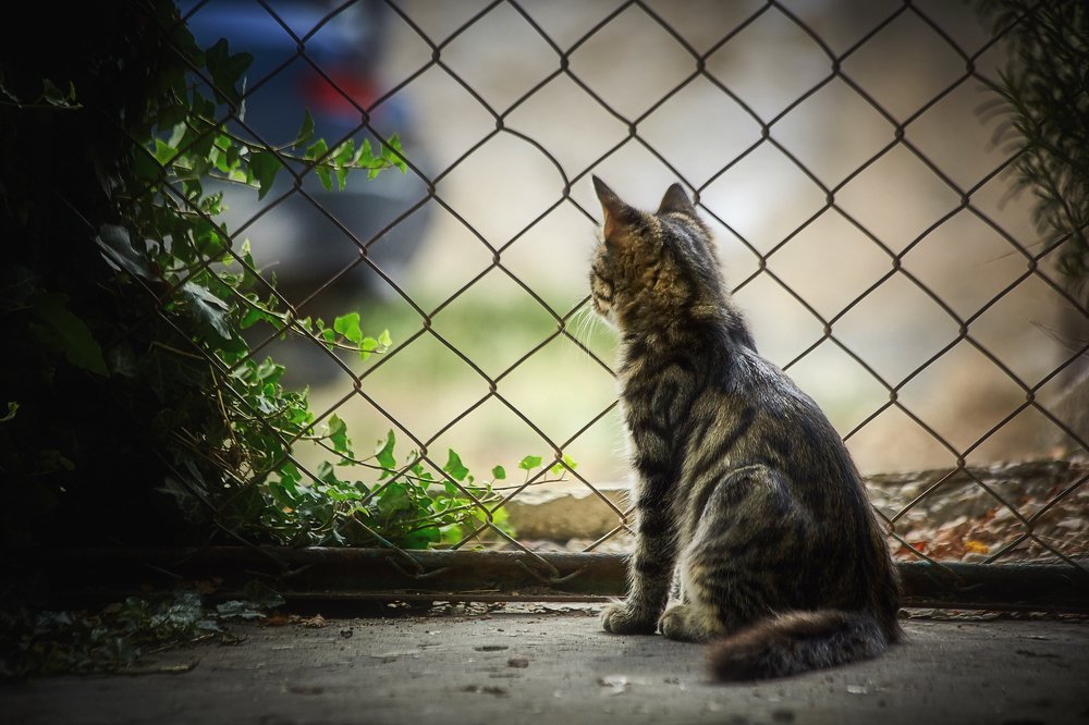 Ах... если бы...