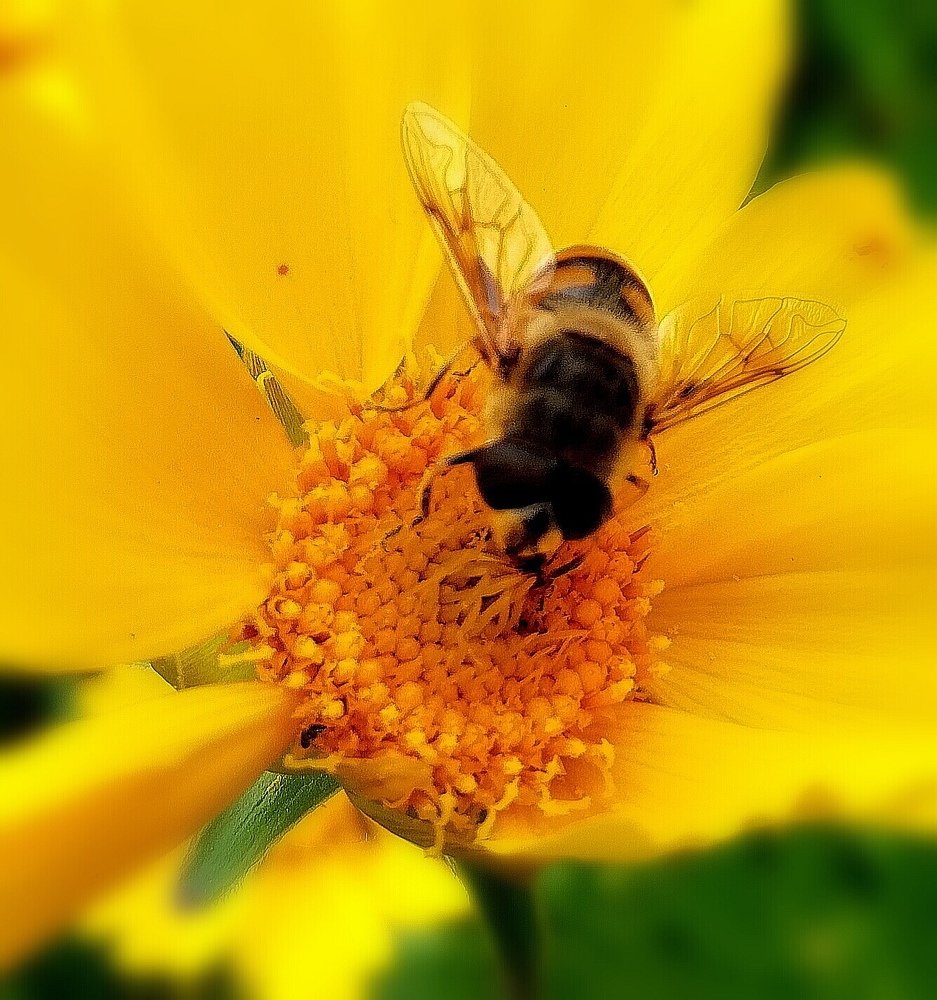 Сладкая жизнь