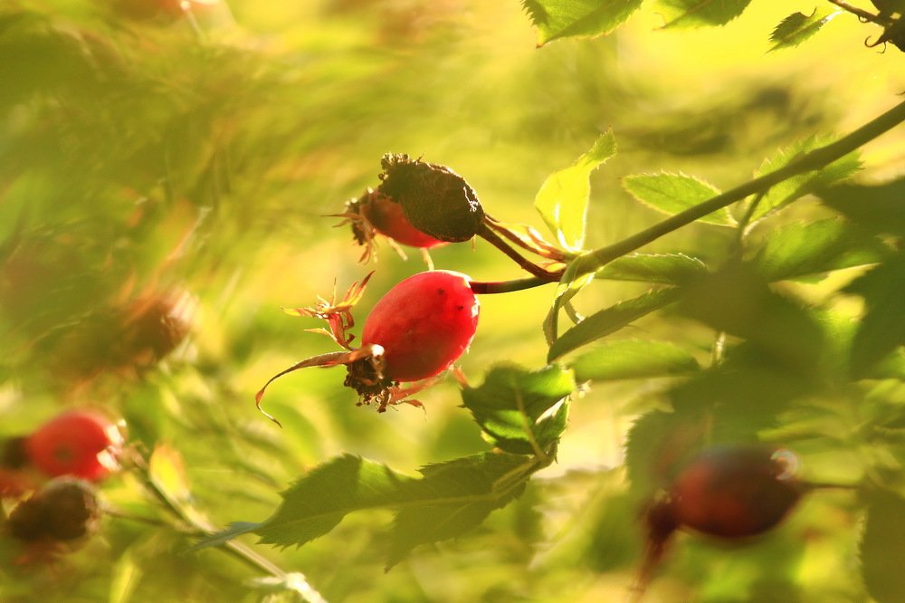 солнечный вихрь