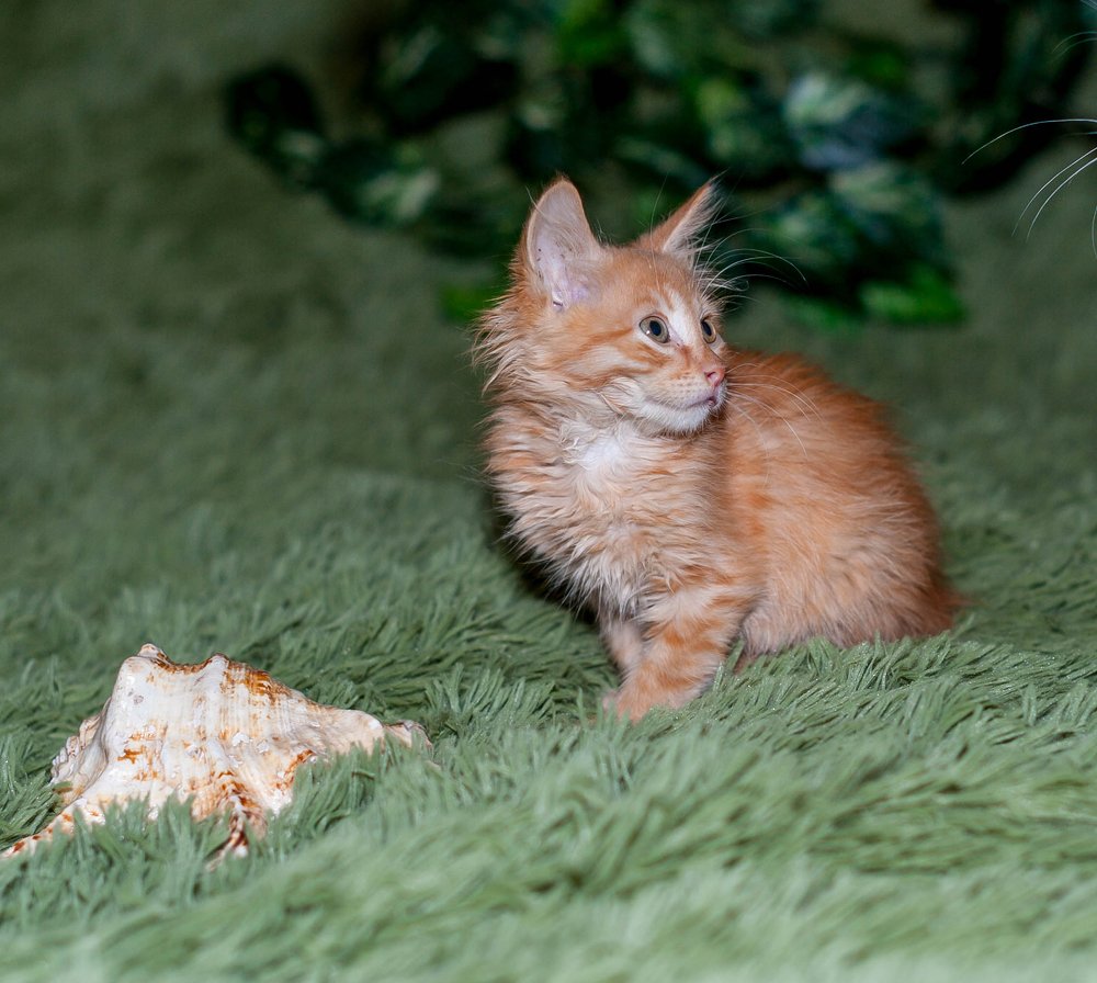 Photograph by Андрей Шевченко