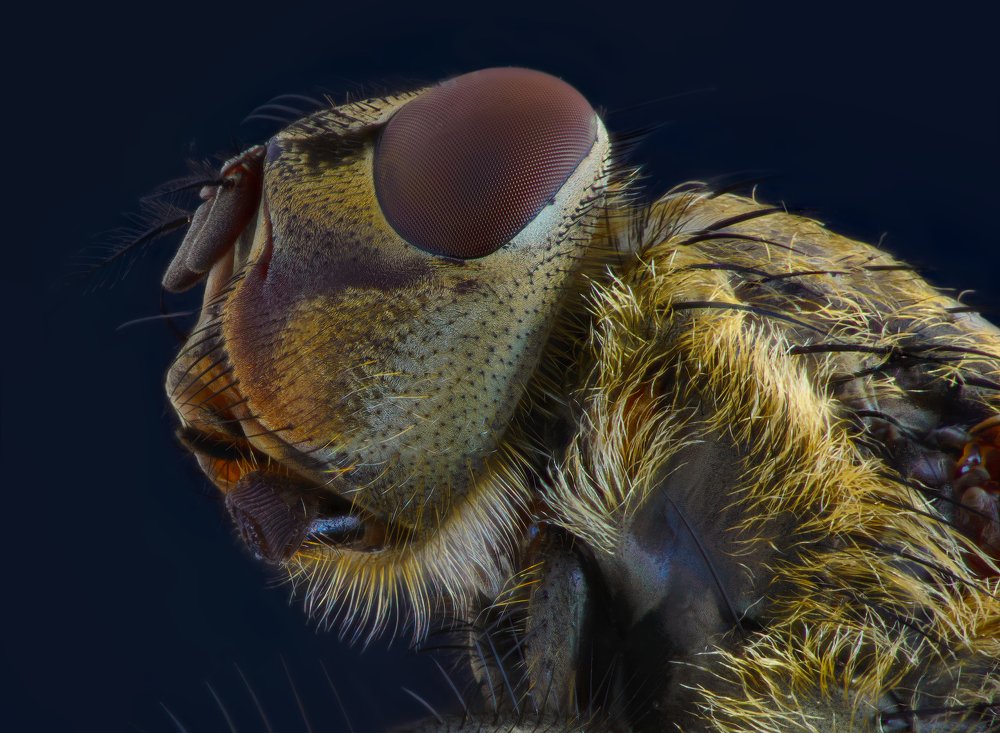 Домашняя муха