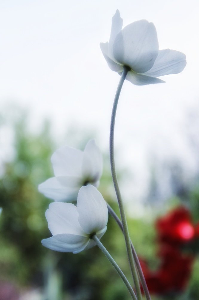 Фотография автора Найденова Алина