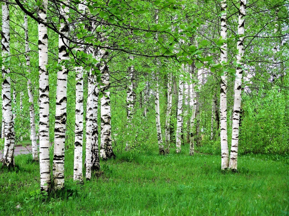 Березы.
