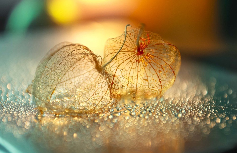 Photograph by Светлана Кавказская