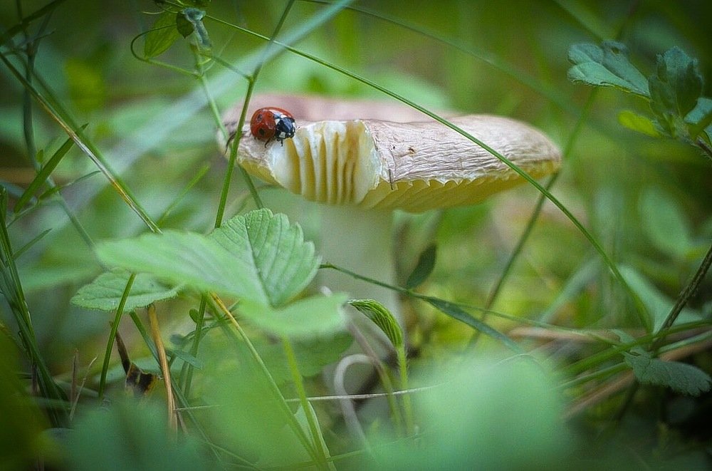 Photograph by Нина