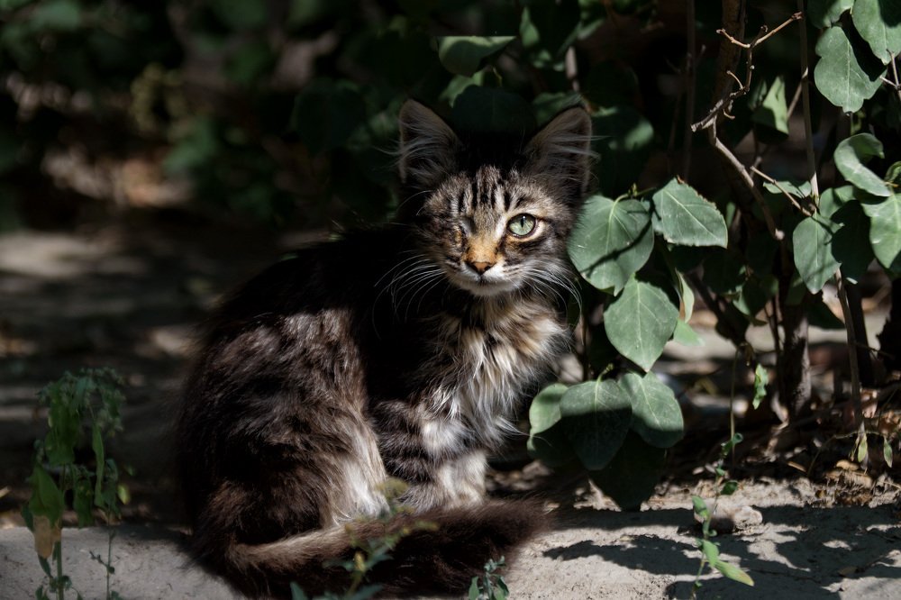 Возьми меня жить к себе.