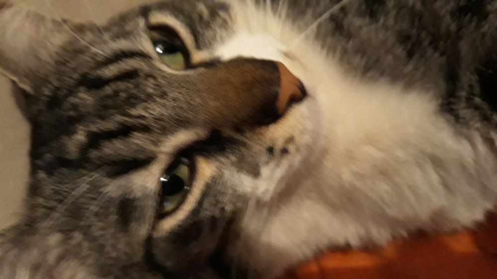 Photo #3515485