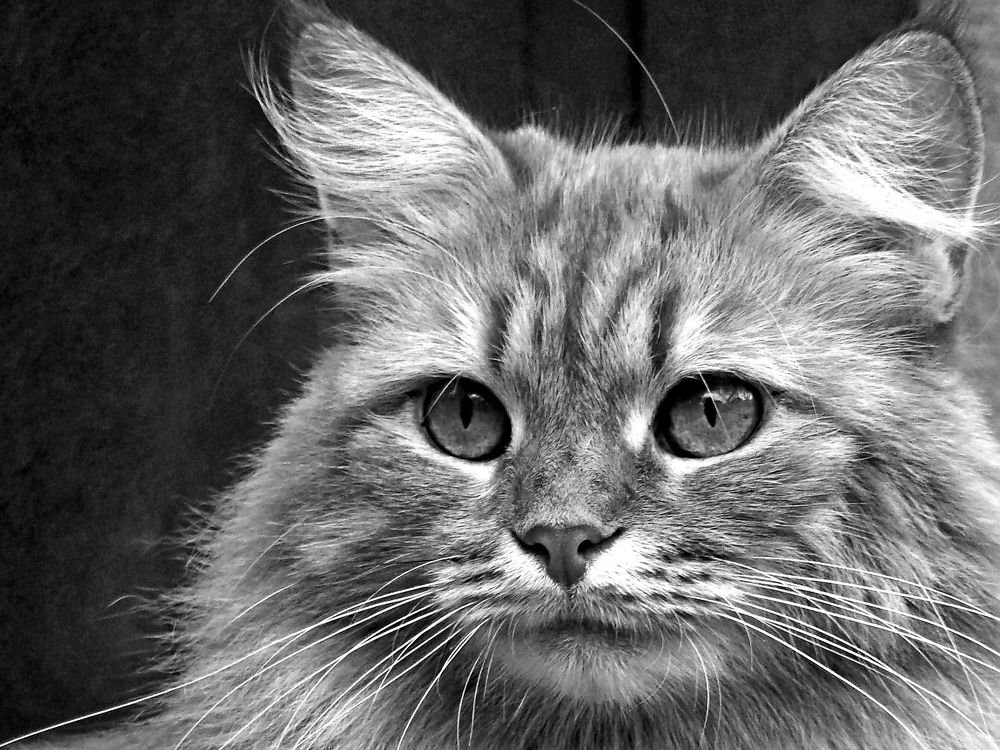 Photograph by Алька Вереск