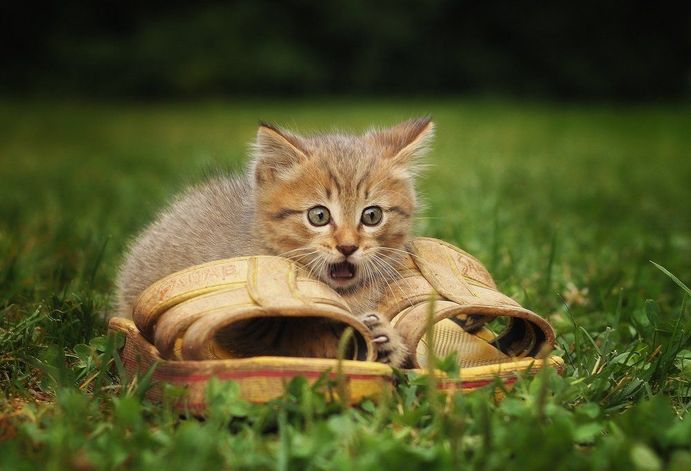 Photograph by Евгения Сафронова