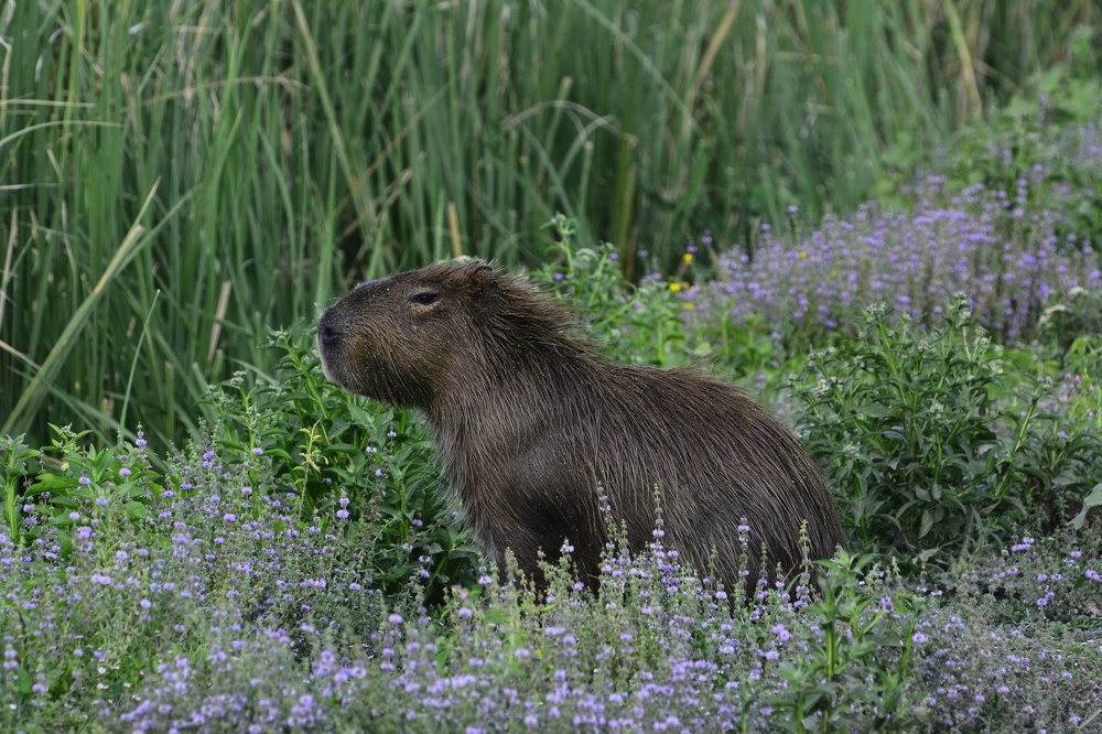 capybara