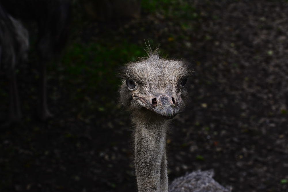 Photograph by Marisa Dovrtel