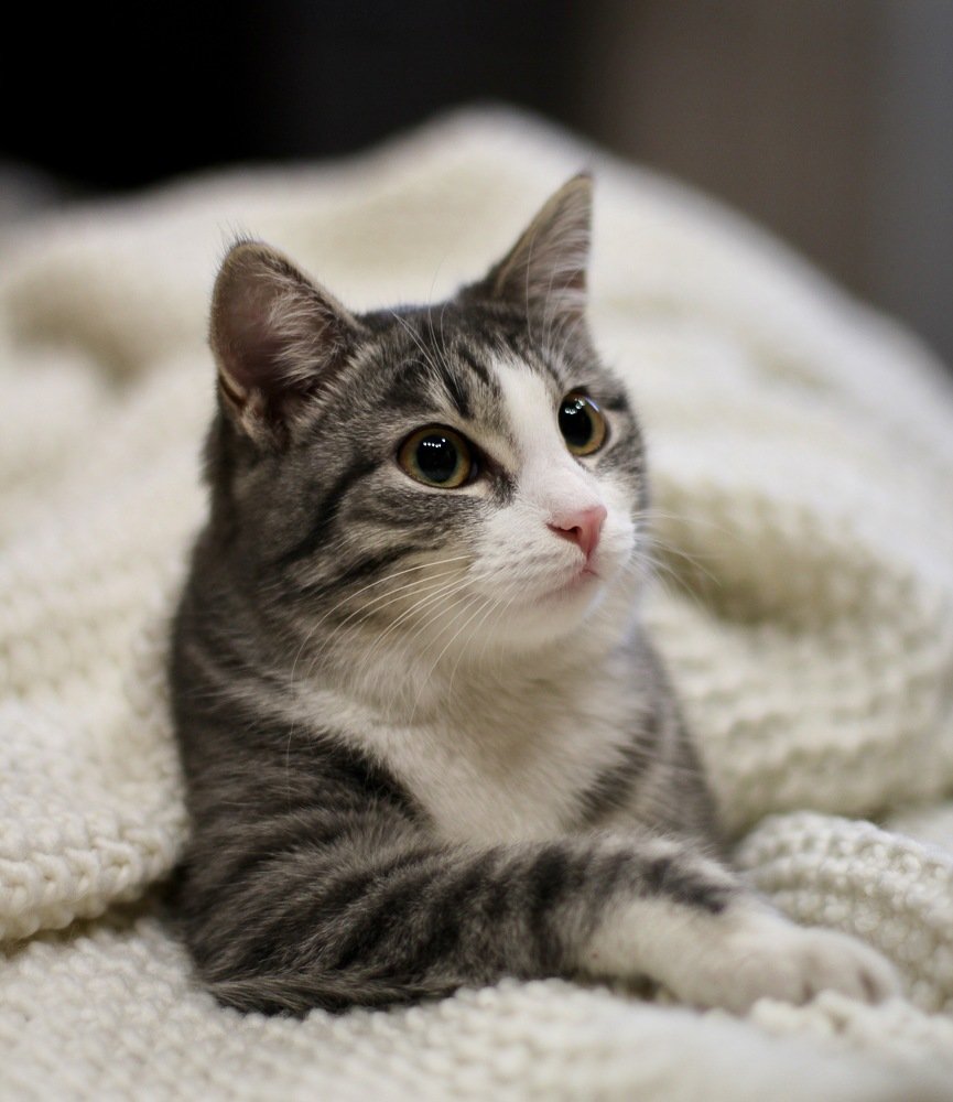 Фотография автора Шутенкова Евгения