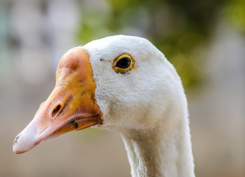 Photograph by setyadi Budi Siswoyo