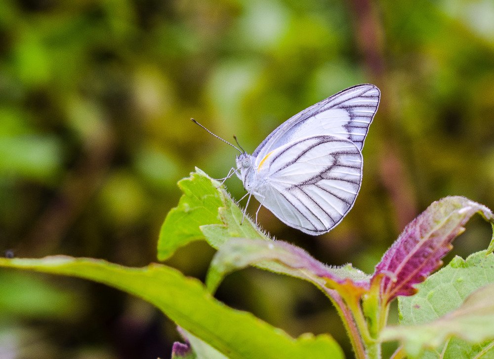 Photograph by setyadi Budi Siswoyo