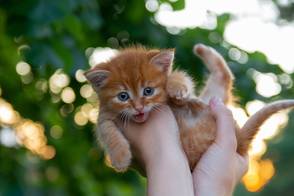 Рыженькая радость с голубыми глазами