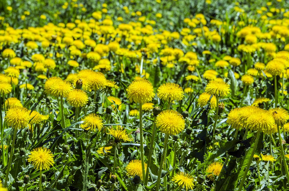 Photograph by Елена Чудиновских