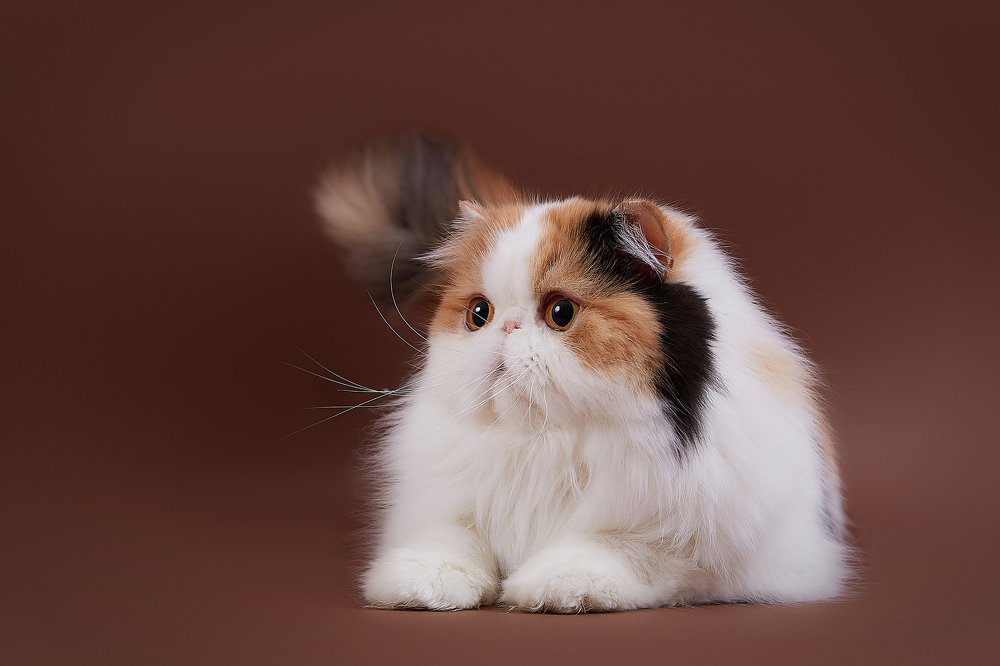 Photograph by Лана Полякова