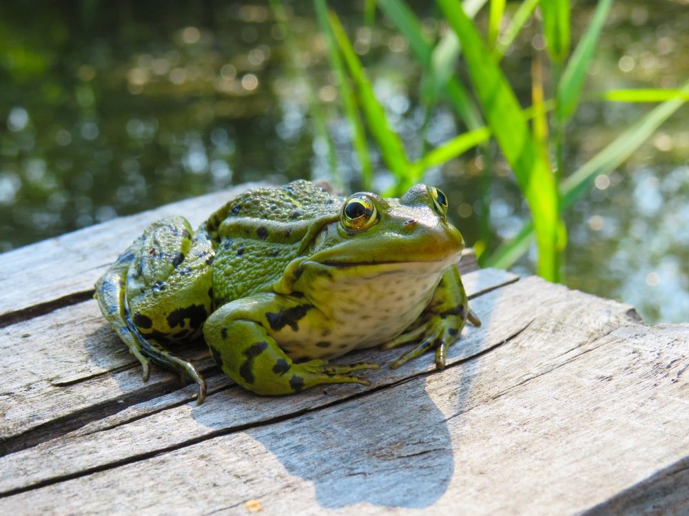 Лягушка на мосту