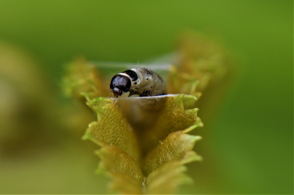 Photograph by Marija Milosavljevic