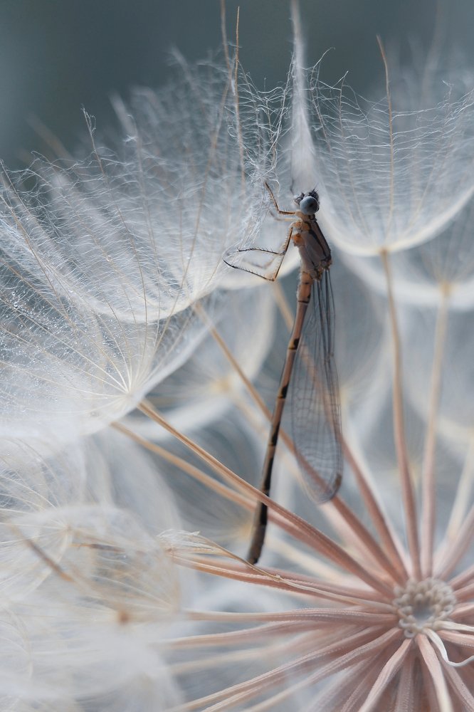 Нежность утра