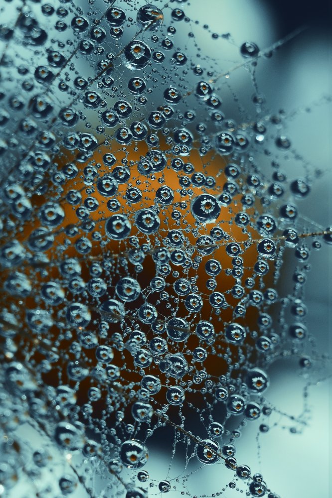 ДНК ромашки