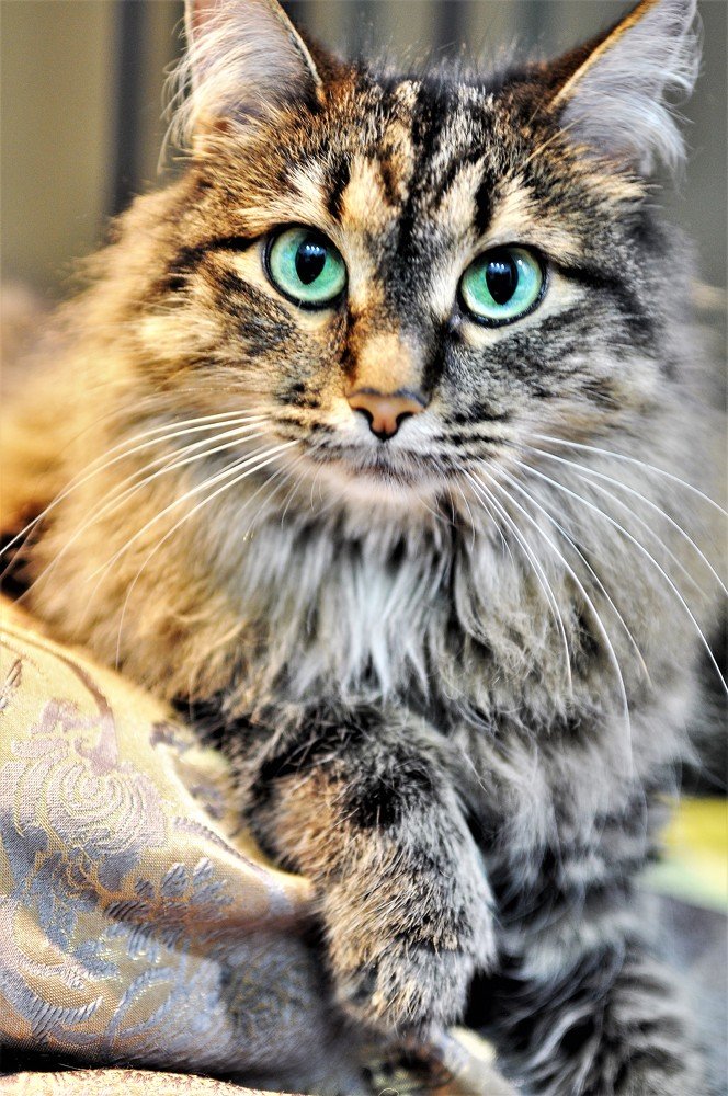 Кошка Белка 2