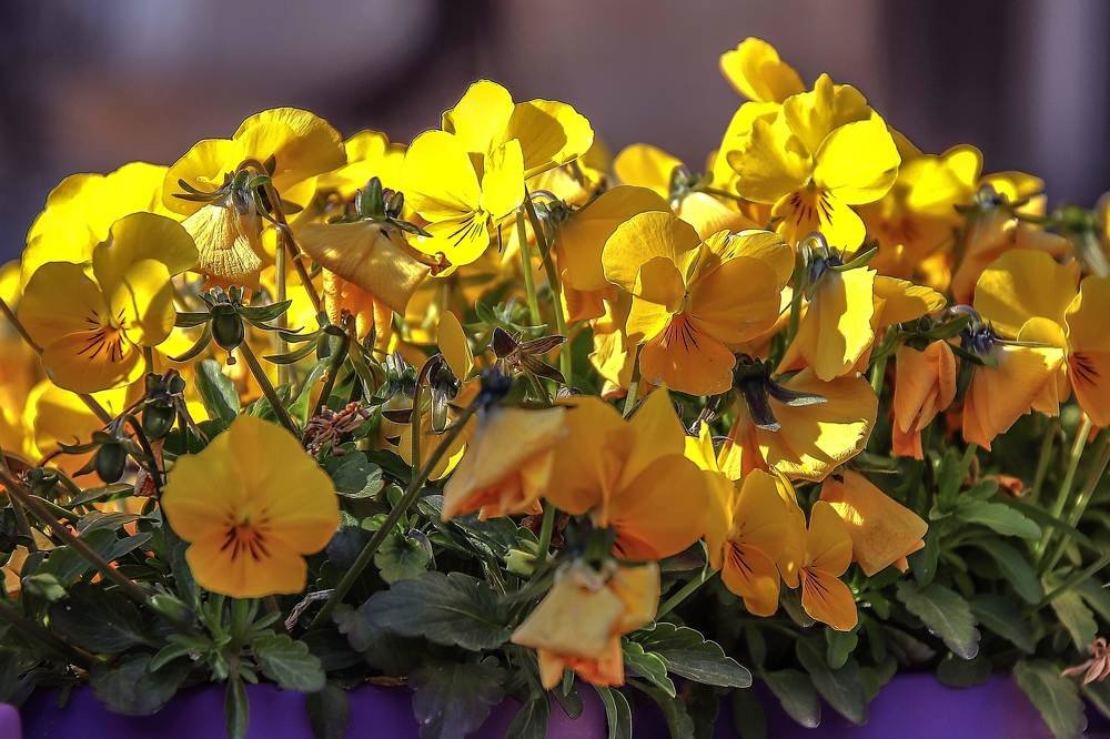 Photograph by Galina Rashap