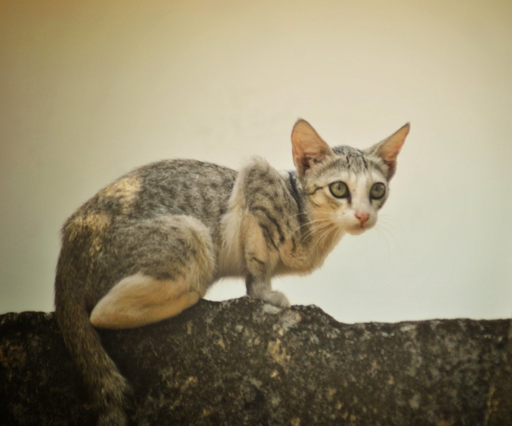 Photograph by Sahil Sanavulla