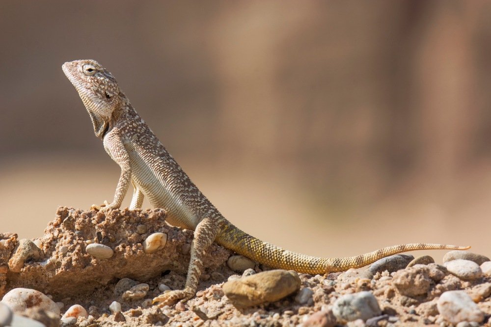 Photograph by Ahmad Abdelkader