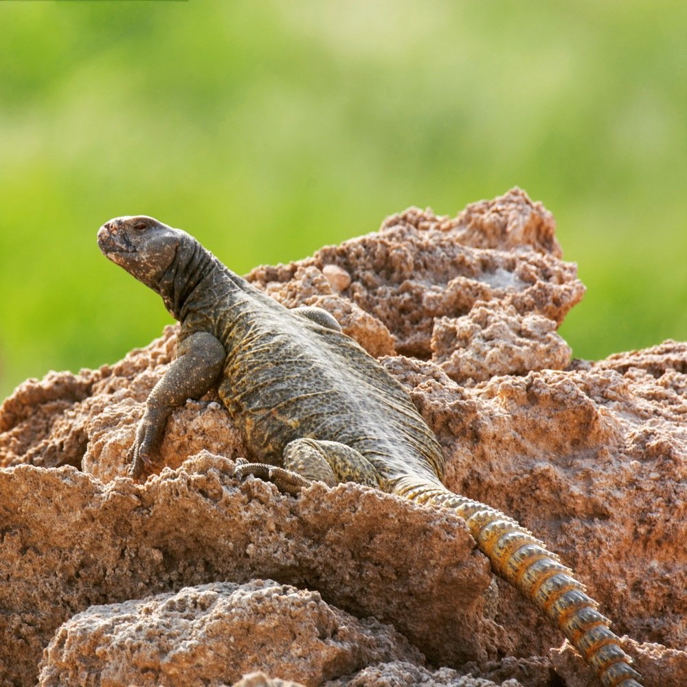 Photograph by Ahmad Abdelkader