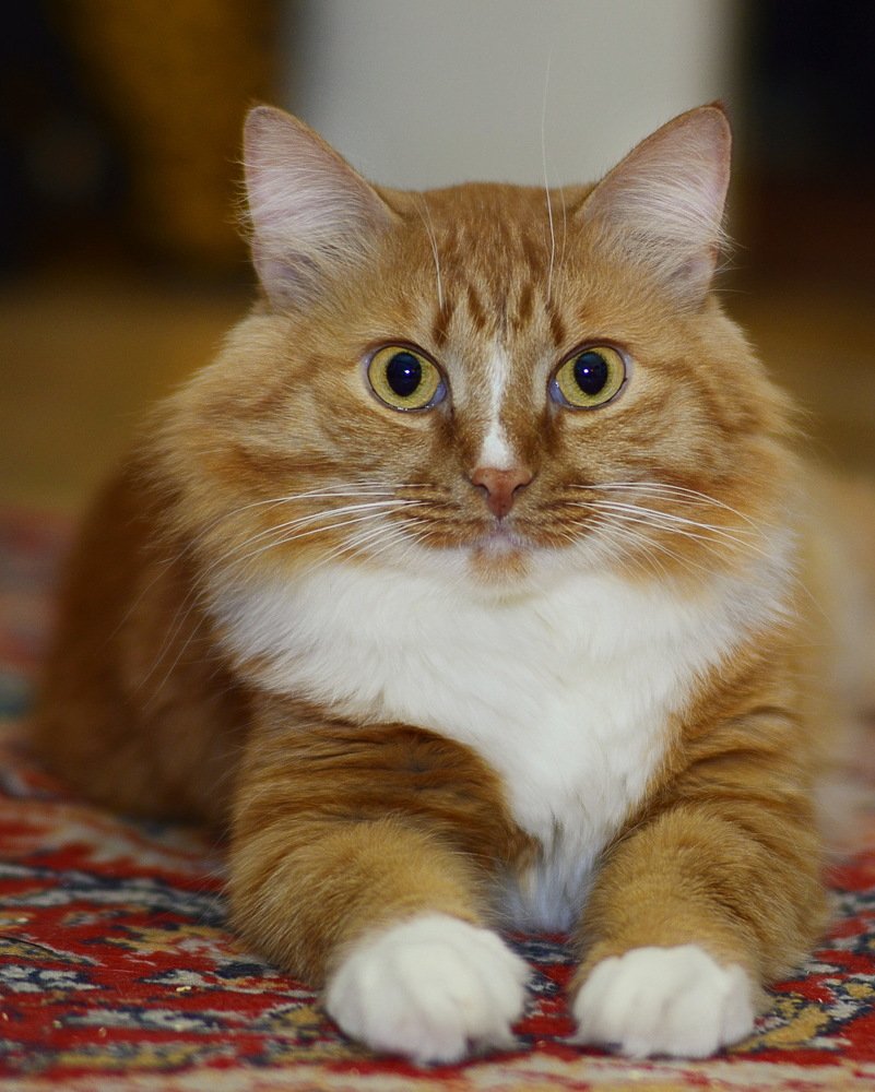 Photograph by Миронова Ульяна