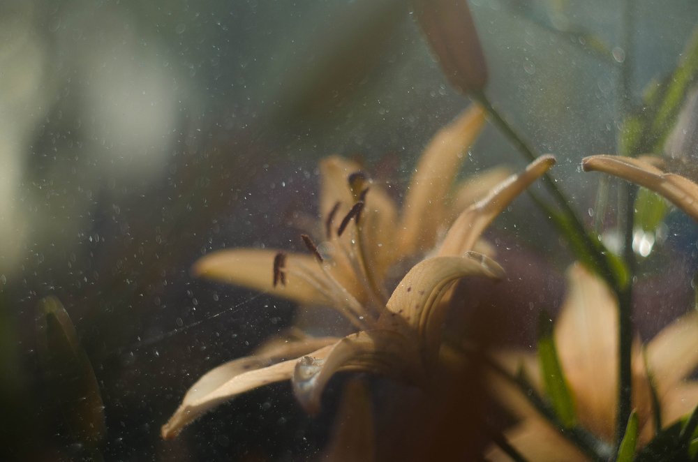 Photograph by Нина