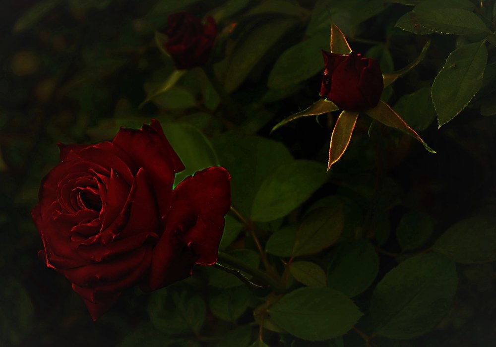 Photograph by Алия Байсыкова