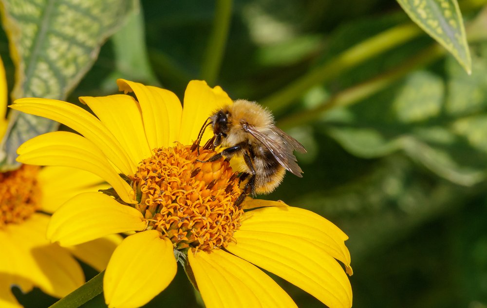 Мохнатый шмель.