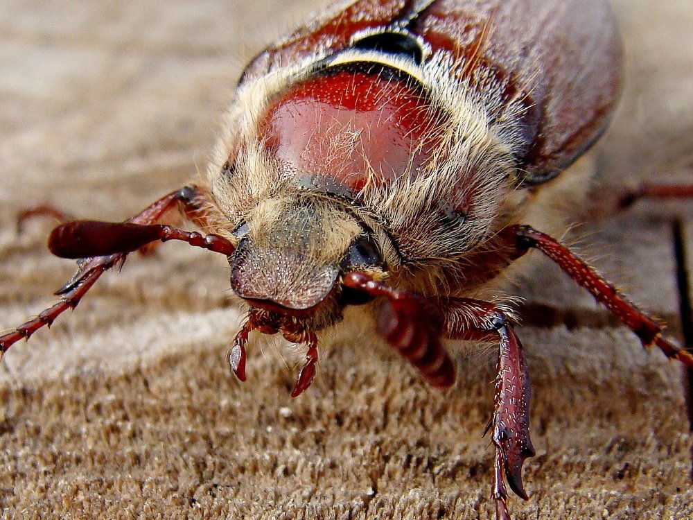 Photograph by Алька Вереск