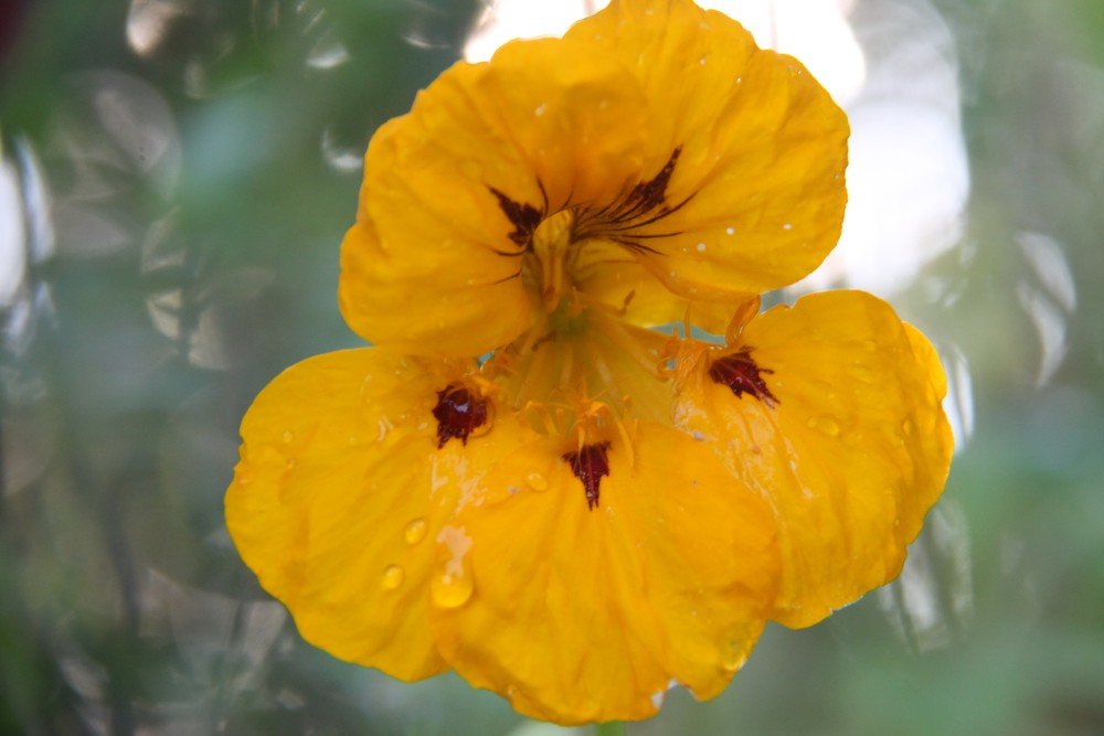 Photograph by Елена Копейкина