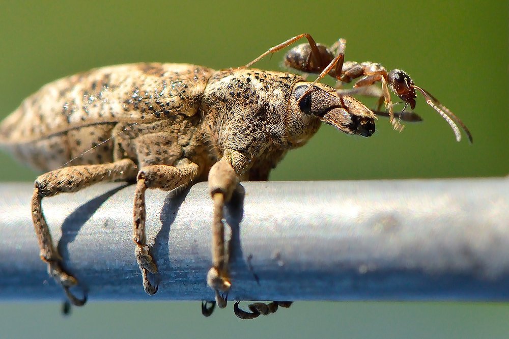 Путешествие муравья