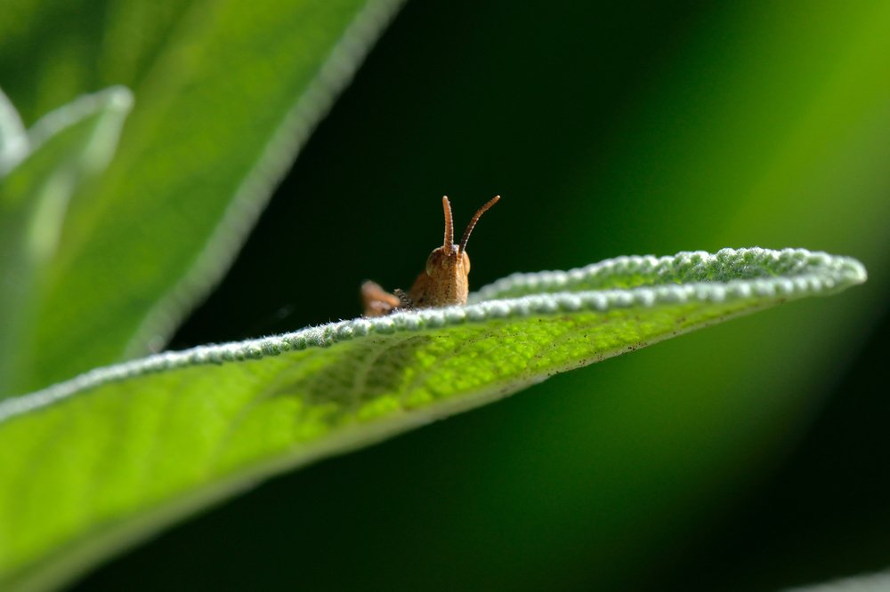 Утро на листике шалфея