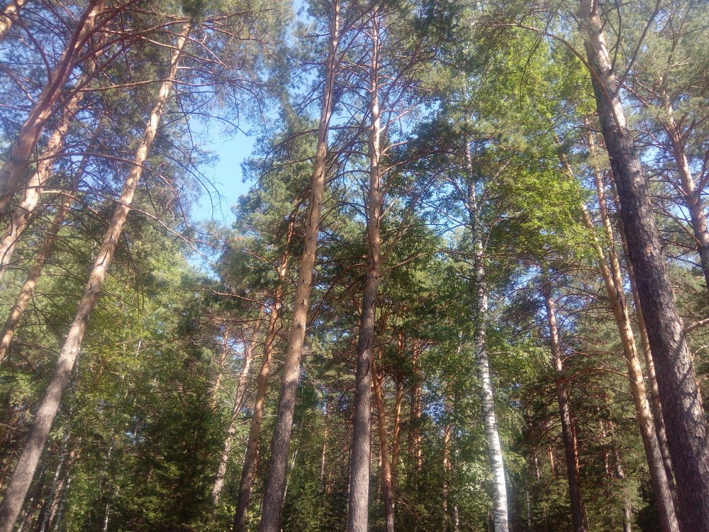 Photo #3517005