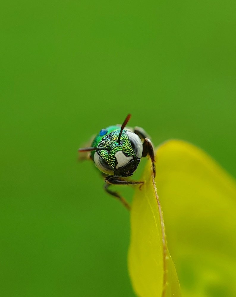 Фотография автора Vikram Trivedi
