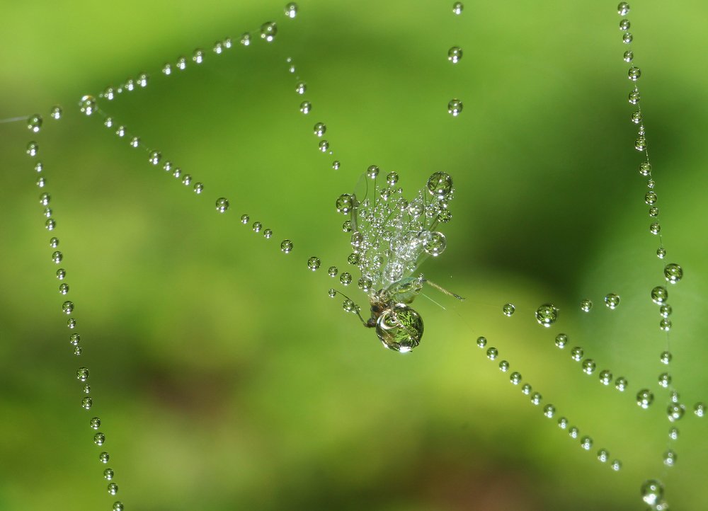 Photograph by Наталья Цветкова