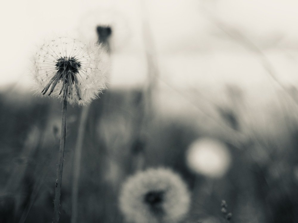 Photograph by Inoue Tomohiro