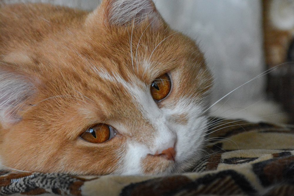 Photograph by Александр Пушкарев