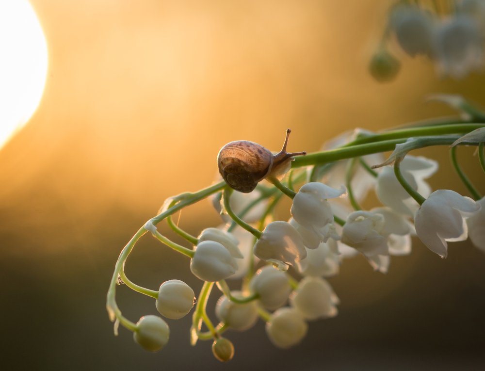 Photograph by Татьяна Пименкова