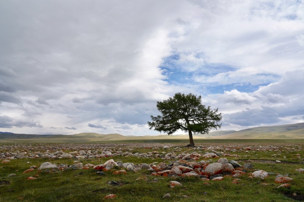 Последняя лиственница долины Юстыд