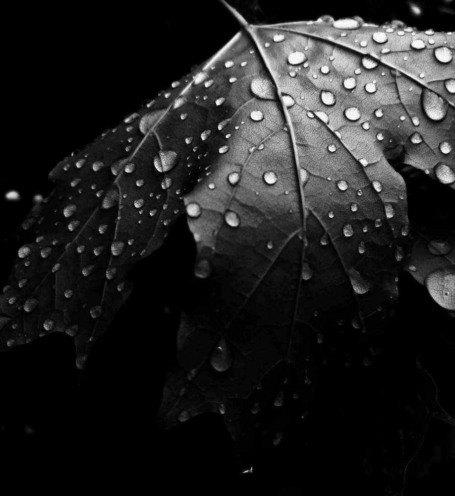 Photograph by Михаил Логвиненко