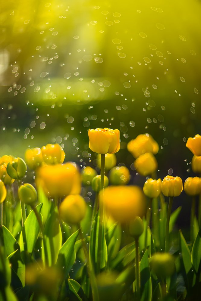 Фотография автора Андрей Сосновский