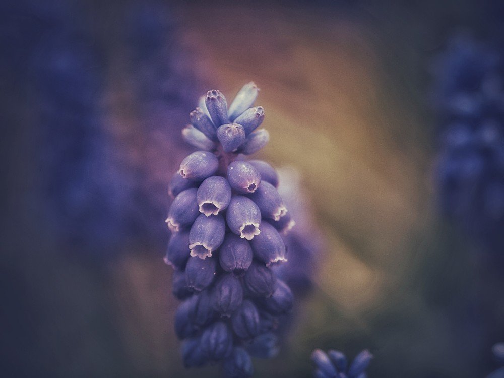 Photograph by Guy Krier